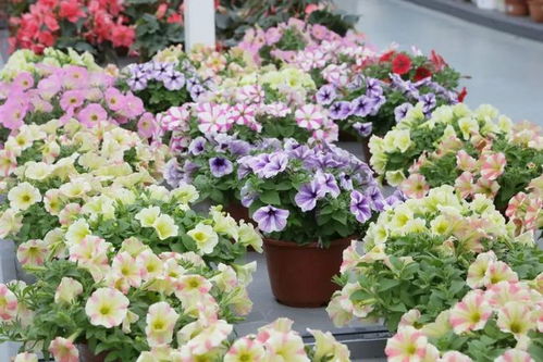 黑提产地揭秘：爆款花卉，产地聚焦！