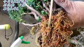 蔷薇根嫁接月季的奇妙之旅