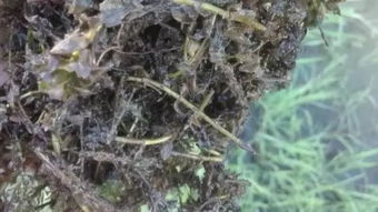 龙虾池水草杀虫剂后水草上泥多影响杀虫效果，该如何有效清除泥污？