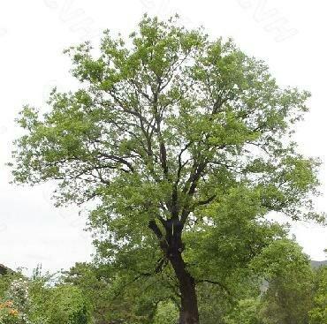 美观与实用的考量