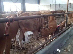 肉牛饲料蛋白含量多少时饲料蛋白比例多少对肉牛生长最合适？