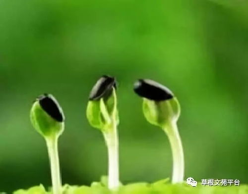 福建草籽选择攻略：湿热多雨地区的秘密武器