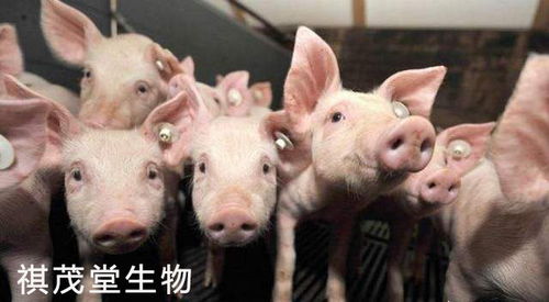 中国生猪存栏量最多的省份是哪些？能告诉我几个养猪大省的名字吗？