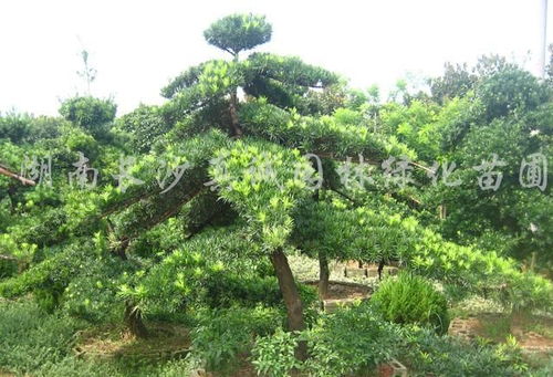 金钻罗汉松，珍稀变种苗木