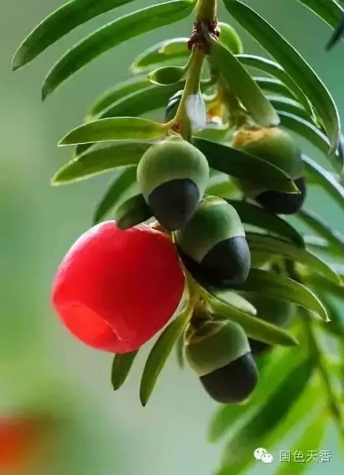 红豆杉种植需耐心，至少15年才能收获硕果累累