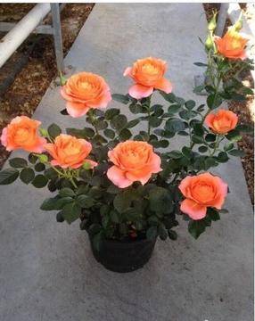 月季的科属与形态