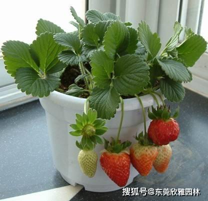 草莓生长于温暖湿润、阳光充足、土壤肥沃的酸性环境中