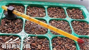 仙人掌修剪方法有哪些步骤和技巧？