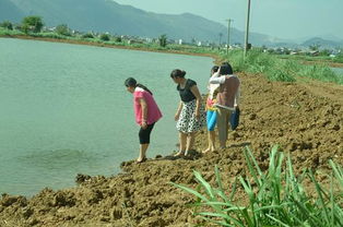 创新农业养殖，综合防控疾病