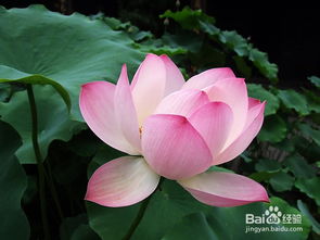 荷花种植，土壤选择大揭秘！