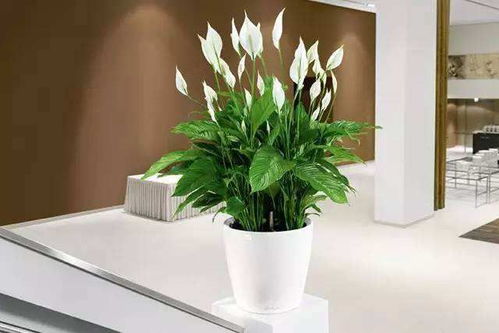 室内养什么植物？这些植物让你的房间更清新吗