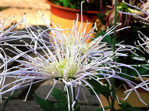 可嫩是病虫害作怪