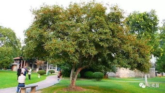 球形树冠的树木， 大自然的秘密花园