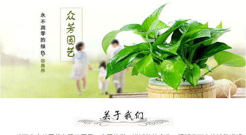 花卉苗木涝害急救指南：渍涝后树苗叶片黄的快速补救技巧
