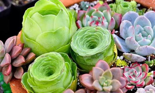 多肉植物厚脸皮怎么养？光照和浇水要注意什么