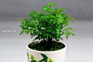长寿花叶绿花多秘籍，打造爆款种植新宠