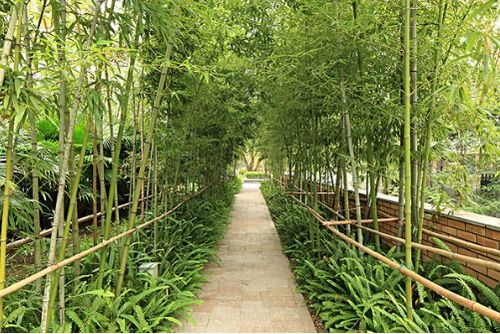 富贵竹：摇钱树