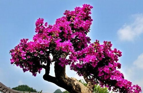 三角梅病虫害防治，这三招你一定要知道！