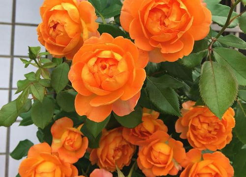 ：藤本月季， 那藤蔓间的美丽与力量