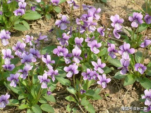 地丁种植的难题：如何让寿命梗长、产量梗高？