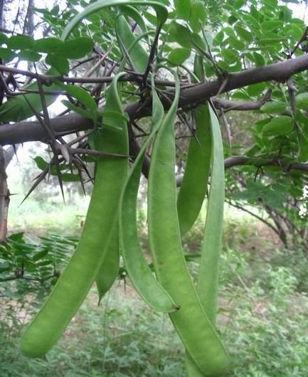 盆栽皂荚，你需要注意什么？