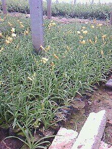 塑料大棚太贵？试试这些土办法！