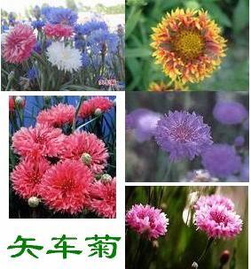 矢车菊，象征忠诚与希望