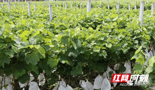 车前草的品种和用途