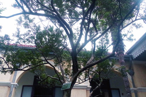 庭院中的黄杨，是否可行？