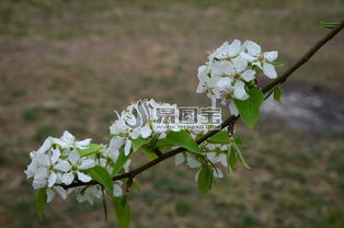 梨花树， 纯洁的象征
