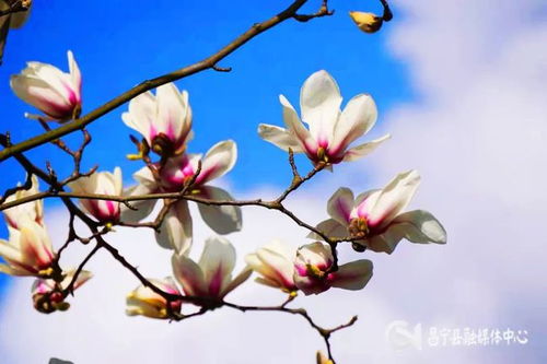 城市花引种玉兰