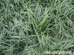 金边麦冬种植季节大揭秘！