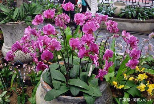 二月份种花攻略：揭秘五六月爆盆花种，避开种植大坑！