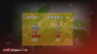 常青藤植物能否净化空气，具有吸附甲醛的功能
