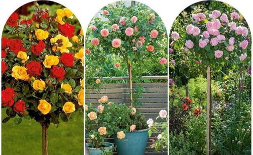 月季花嫁接价格揭秘