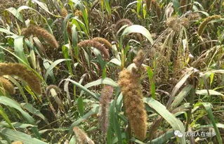 谷子生长期的除草剂使用