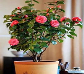 茶花：冬日里的富贵花