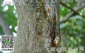 防治方法大揭秘