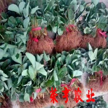 草莓种植：防治真菌细菌的农药大盘点
