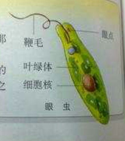 细菌的六大门类各自有哪些独特生理结构和功能特点？