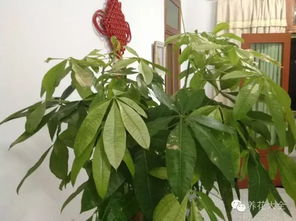 幸福树叶子不亮、掉叶干枯的烦恼，你遇到了吗？