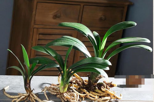 君子兰烂根怎么办？快来学三步快速生根法！