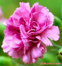 送父花选什么？康乃馨表孝心