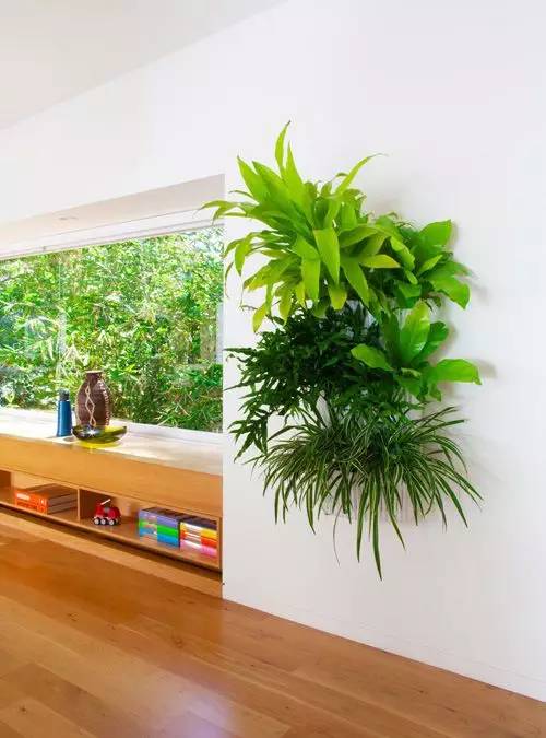 楼梯间适合放哪些植物？请推荐15种适合楼梯间养护的植物