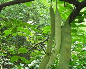皂荚树种子价格揭秘：一斤多少钱？