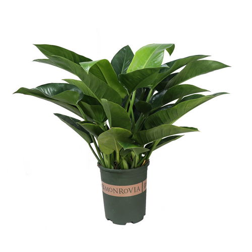 金钻绿植：空气净化的小嫩手