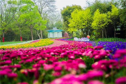 夏季园林花卉篇