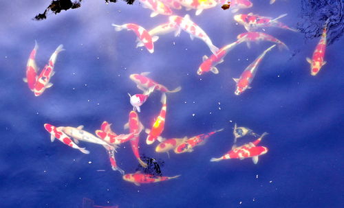 镇平县金鱼之乡小锦鲤产业如何游出大市场，成为观赏鱼养殖的领军者呃？