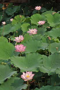 一、 花儿的美丽传说
