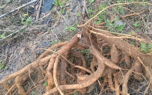 皂角树的耐寒品种推荐